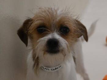 Terrier Dogs Available for Adoption in Portland, Oregon - Cedric | PetCurious