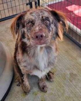 Indy -  Australian Shepherd Dog for Adoption in Sudbury, Massachusetts - Indy | PetCurious