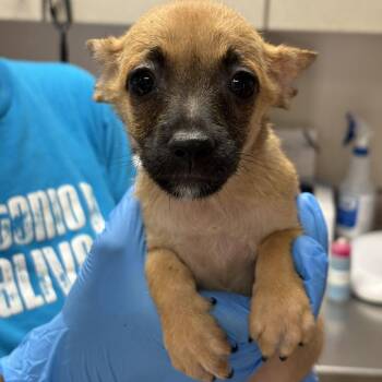 Chips -  Terrier and Mixed Breed Dog for Adoption in San Antonio, Texas - Chips | PetCurious