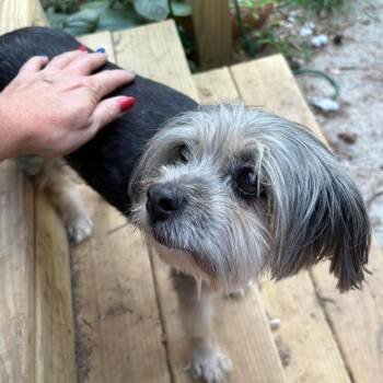 Frannie -  Yorkshire Terrier and Poodle Dog for Adoption in Hillsborough, North Carolina - Frannie | PetCurious