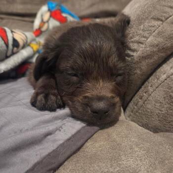 Scotty Smalls -  Flat Coated Retriever and Black Labrador Retriever Dog for Adoption in New Orleans, Louisiana - Scotty Smalls | PetCurious