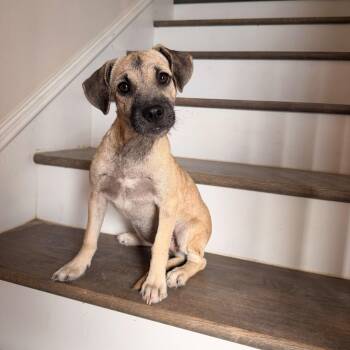 Bingo -  Terrier Dog for Adoption in Harlingen, Texas - Bingo | PetCurious