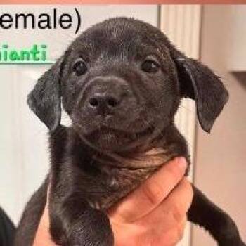 Chianti -  Mixed Breed Dog for Adoption in New York, New York - Chianti | PetCurious
