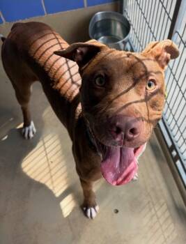 Benny -  Mixed Breed and Pit Bull Terrier Dog for Adoption in Austin, Texas - Benny | PetCurious