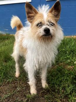 Desmond 0151 -  Jack Russell Terrier Dog for Adoption in Waldorf, Maryland - Desmond 0151 | PetCurious