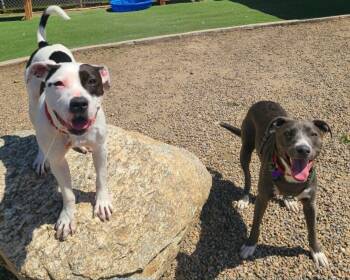 Blue Lacy Dogs Available for Adoption in Fruit Heights, Utah - Ash | PetCurious