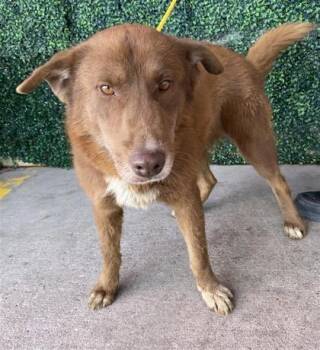 Australian Shepherd and Mixed Breed Dogs Available for Adoption in El Paso, Texas - 60920872 | PetCurious