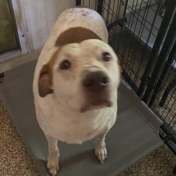 Roger -  Pointer and Labrador Retriever Dog for Adoption in Magnolia, Texas - Roger | PetCurious