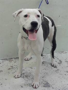 Staffordshire Bull Terrier and Mixed Breed Dogs Available for Adoption - STELLA | PetCurious