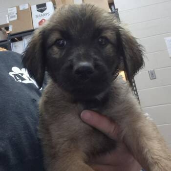 Mixed Breed Dogs Available for Adoption in Ardmore, Oklahoma - Sassie | PetCurious