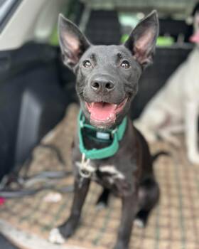 Gilly -  German Shepherd Dog and Pit Bull Terrier Dog for Adoption in West Newton, Pennsylvania - Gilly | PetCurious