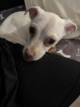 Cotton Candy -  Chihuahua Dog for Adoption in Littleton, Colorado - Cotton Candy | PetCurious