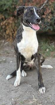 Rescue Mixed Breed Dogs for Adoption in Thousand Oaks, California - Lydia | PetCurious