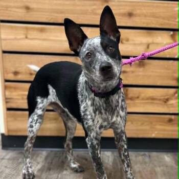 Buster -  Australian Cattle Dog Blue Heeler Dog for Adoption in Mount Pleasant, Texas - Buster | PetCurious