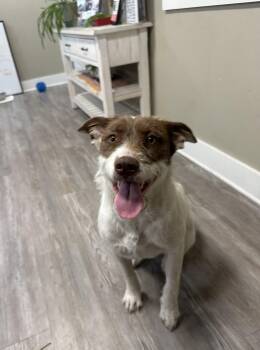Georgie -  Mixed Breed Dog for Adoption in Emmett, Idaho - Georgie | PetCurious