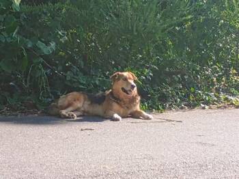 NILO -  German Shepherd Dog Dog for Adoption in Charlotte, North Carolina - NILO | PetCurious