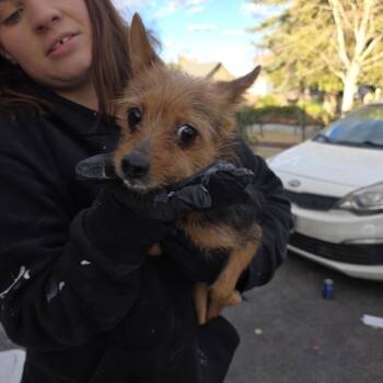 Rachel -  Mixed Breed Dog for Adoption in Klamath Falls, Oregon - Rachel | PetCurious