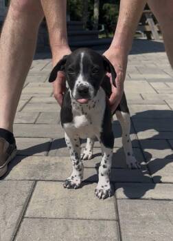 Pepper Ann -  Terrier Dog for Adoption in Berlin, New Jersey - Pepper Ann | PetCurious