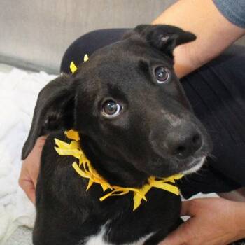 Quorra -  Mixed Breed Dog for Adoption in Lansing, Michigan - Quorra | PetCurious