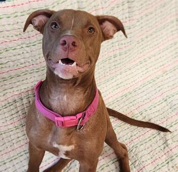 WONTON -  Labrador Retriever and Mixed Breed Dog for Adoption in Brunswick, Georgia - WONTON | PetCurious