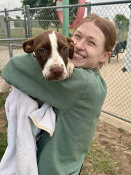 Mixed Breed Dogs Available for Adoption in Wichita, Kansas - Jelly | PetCurious