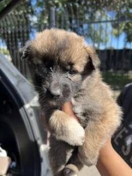 A378349 -  German Shepherd Dog Dog for Adoption in Stockton, California - A378349 | PetCurious