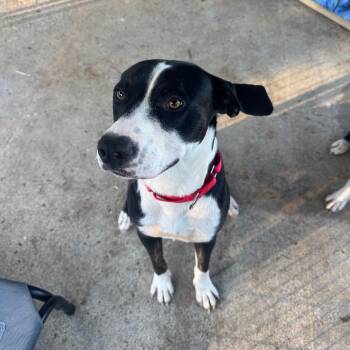 Timber -  Mixed Breed Dog for Adoption in Blairsville, Georgia - Timber | PetCurious