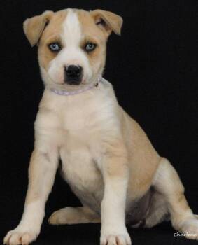 Husky Dogs Available for Adoption in Newland, North Carolina - Neon | PetCurious