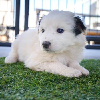 Australian Shepherd and Mixed Breed Dogs Available for Adoption in Phoenix, Arizona - Cute Puppy 3 | PetCurious