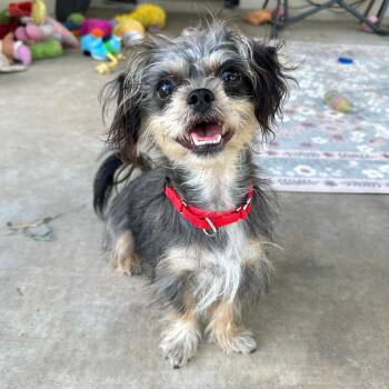 Amelia -  Shih Tzu Dog for Adoption in Corpus Christi, Texas - Amelia | PetCurious