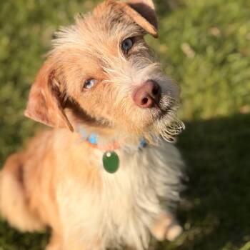 Australian Shepherd and Australian Terrier Dogs Available for Adoption in Sparta, New Jersey - Callie | PetCurious