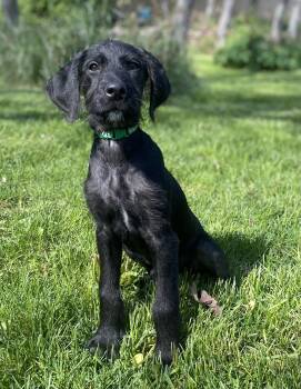 Mixed Breed Dogs Available for Adoption in Fruit Heights, Utah - Brennan | PetCurious