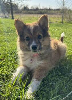 Australian Shepherd Dogs Available for Adoption in North Prairie, Wisconsin - **KARLEE** | PetCurious