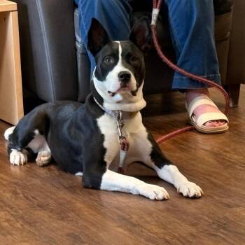 Boston Terrier Dogs Available for Adoption in St. Louis, Missouri - Angelica | PetCurious