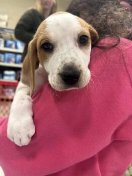 Pit Bull Terrier and Mixed Breed Dogs Available for Adoption - Jade (Mira’s Munchkins 2026 FEMALE) | PetCurious