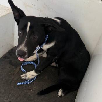 Defcon -  Border Collie and Mixed Breed Dog for Adoption in Pine Bluff, Arkansas - Defcon | PetCurious