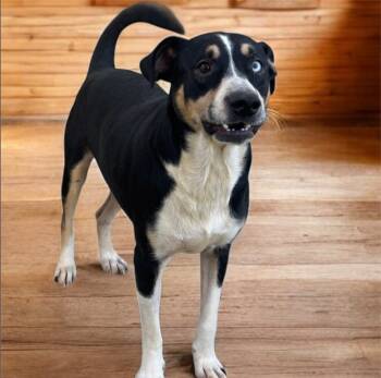 Rescue Pointer and German Shepherd Dog Dogs for Adoption in Pittsfield, Illinois - Ace | PetCurious