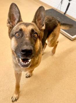 BAILEY -  German Shepherd Dog Dog for Adoption in Derwood, Maryland - BAILEY | PetCurious