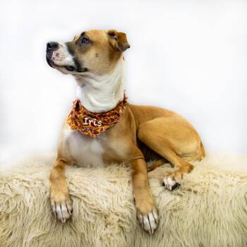 Iris -  Boxer Dog for Adoption in Hot Springs Village, Arkansas - Iris | PetCurious
