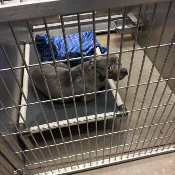 Whisper -  Pit Bull Terrier Dog for Adoption in York, Pennsylvania - Whisper | PetCurious