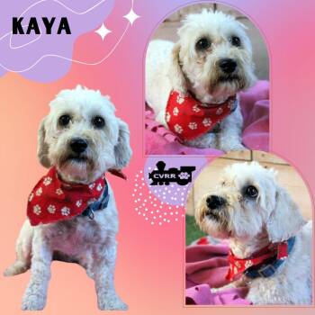 Kaya (Ritzy) -  Maltese and Poodle Dog for Adoption in Lindsay, California - Kaya (Ritzy) | PetCurious