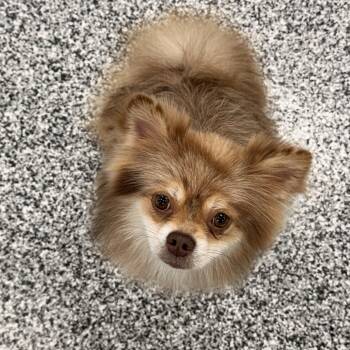 Woodstock (woody) -  Pomeranian Dog for Adoption in Ontario, California - Woodstock (woody) | PetCurious