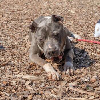Mixed Breed Dogs Available for Adoption in Chamblee, Georgia - Birdsong | PetCurious