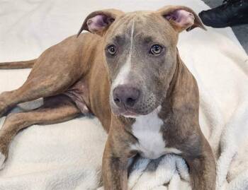 APOLLO -  Staffordshire Bull Terrier Dog for Adoption in Brunswick, Georgia - APOLLO | PetCurious