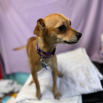Chihuahua Dogs Available for Adoption - Lovey | PetCurious