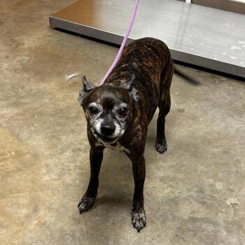 Boston Terrier and Pug Dogs Available for Adoption in Ottawa, Kansas - Albert | PetCurious
