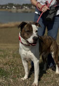 Pit Bull Terrier and American Bully Dogs Available for Adoption - MERRICK | PetCurious