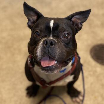Shakespeare -  English Bulldog Dog for Adoption in Austin, Texas - Shakespeare | PetCurious