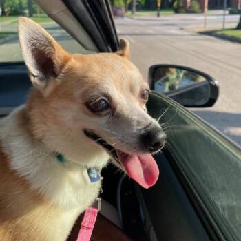 Peanut Butter--In Foster -  Chihuahua Dog for Adoption in Fargo, North Dakota - Peanut Butter--In Foster | PetCurious