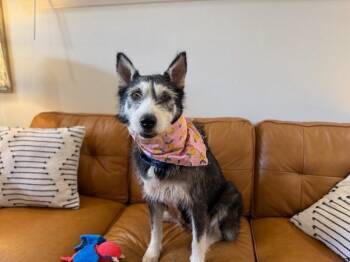 Australian Cattle Dog Blue Heeler and Husky Dogs Available for Adoption - Tinley Rose Sweetest Muse | PetCurious